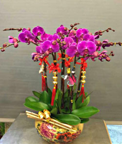 10菖紫紅蝴蝶蘭 O012