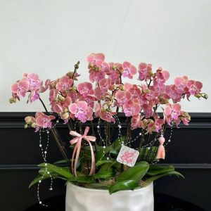 P5    10支粉色蝴蝶蘭(中花)