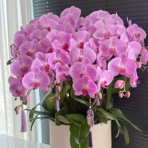 P10     10支粉色蝴蝶蘭