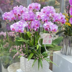 P14   10支粉色蝴蝶蘭