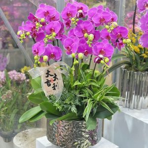 P15    10支紫色蝴蝶蘭