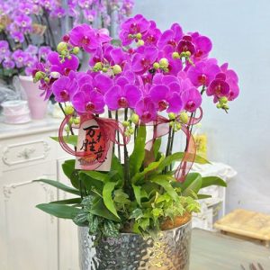 P16    10支紫色蝴蝶蘭